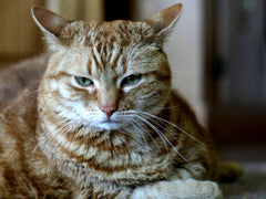 Fantastic Plastic Hat