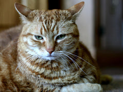 Fantastic Plastic Hat